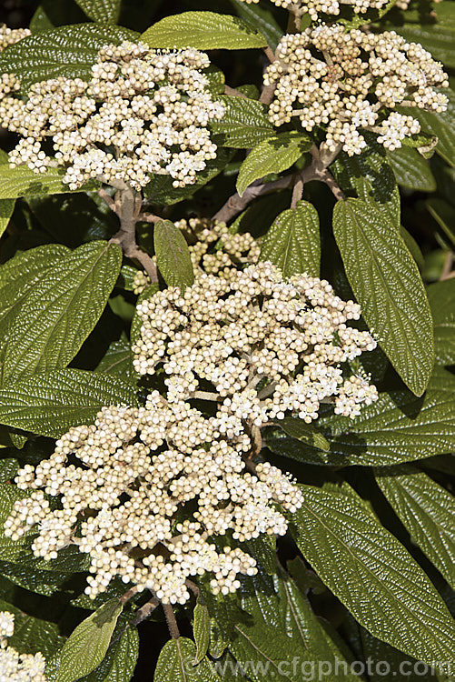 Viburnum rhytidophyllum, an evergreen shrub from central and western China that grows to around 6 m high. The distinctive rugose foliage has a tan indumentum on the underside. It is shown here in mid-spring, just as the flower buds are opening. viburnum-2081htm'>Viburnum.. viburnum-2081htm'>Viburnum. <a href='adoxaceae-plant-family-photoshtml'>Adoxaceae</a>.