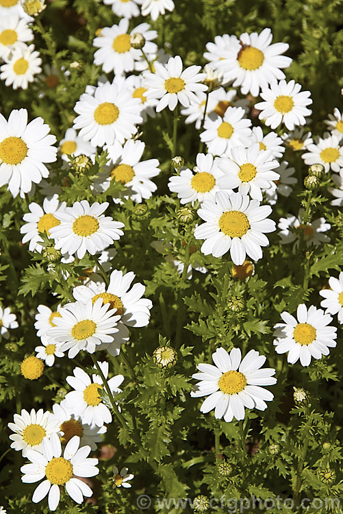 Feverfew (<i>Tanacetum parthenium [syn. Chrysanthemum parthenium]), a summer-flowering perennial with strongly aromatic foliage long used in herbal medicine, principally as a headache cure. This is the plain green-leaved, single-flowered wild form, not one of the semi-double-flowered yellow-green-foliaged forms often seen in cultivation. tanacetum-2130htm'>Tanacetum.