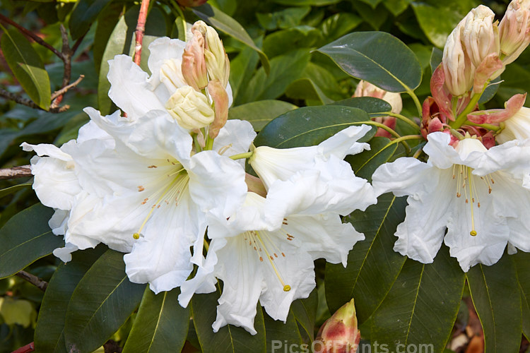 <i>Rhododendron</i> 'White Doves' (<i>Rhododendron scopulorum</i> x <i>Rhododendron formosum</i>), a medium-sized, mid-spring-flowering hybrid raised by Felix Jury of New Zealand and registered in 1982. Order: Ericales, Family: Ericaceae