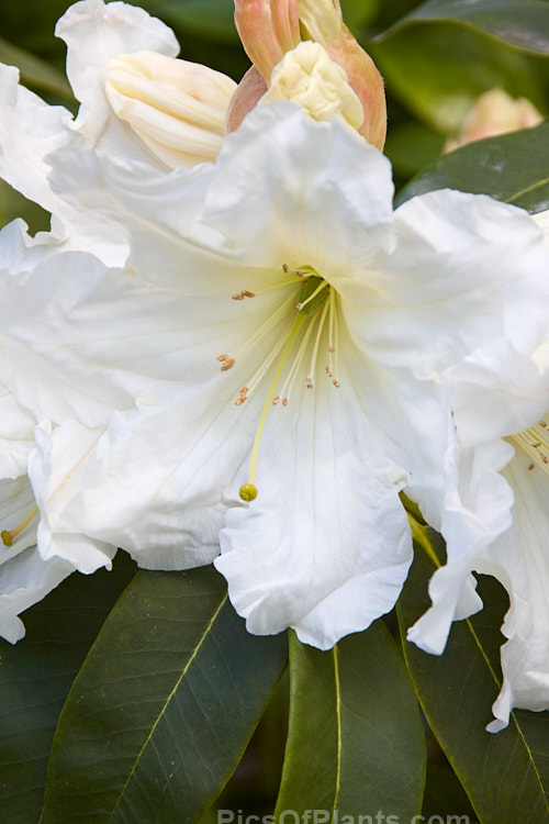 <i>Rhododendron</i> 'White Doves' (<i>Rhododendron scopulorum</i> x <i>Rhododendron formosum</i>), a medium-sized, mid-spring-flowering hybrid raised by Felix Jury of New Zealand and registered in 1982. Order: Ericales, Family: Ericaceae