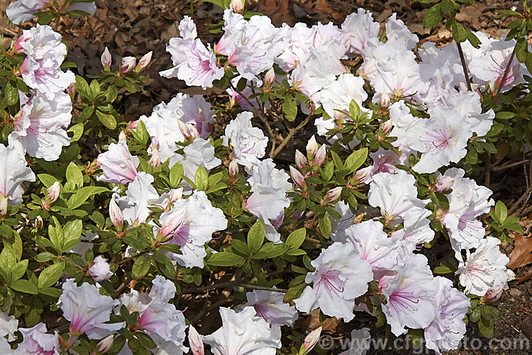 Rhododendron (evergreen azalea</i>) 'James. Belton' ('Albert. Elizabeth' x 'Schryderi'), a Belgian Indica hybrid introduced by E. Kirk of Australia in 1964. It has a low, spreading habit and flowers in mid-spring
