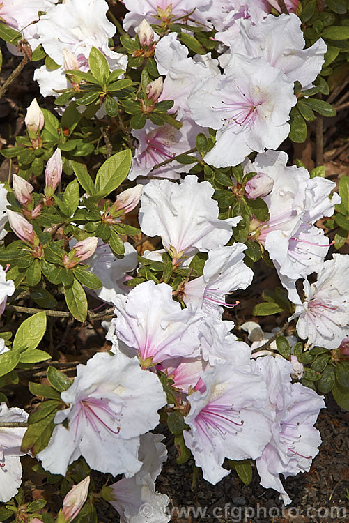 Rhododendron (evergreen azalea</i>) 'James. Belton' ('Albert. Elizabeth' x 'Schryderi'), a Belgian Indica hybrid introduced by E. Kirk of Australia in 1964. It has a low, spreading habit and flowers in mid-spring
