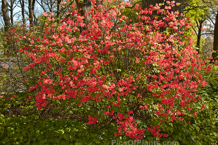 Plumleaf Azalea (<i>Rhododendron prunifolium</i>), a summer-flowering deciduous azalea native to the southeast United States. It is very hardy, grows to over 3m tall and was not botanically described until 1913. Order: Ericales, Family: Ericaceae