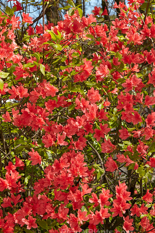 Plumleaf Azalea (<i>Rhododendron prunifolium</i>), a summer-flowering deciduous azalea native to the southeast United States. It is very hardy, grows to over 3m tall and was not botanically described until 1913. Order: Ericales, Family: Ericaceae