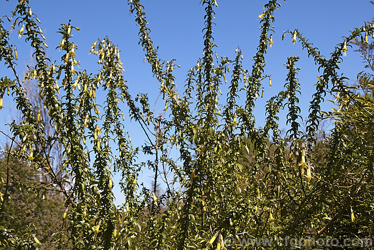 Vestia foetida (syn. Vestia lycioides</i>), an evergreen, spring- to summer-flowering, 2-4m tall shrub native to Chile. It has pendulous, tubular yellow flowers and gets its specific name from the rather unpleasant odour that the foliage and stems give off if crushed. It is easily grown but not the neatest plant