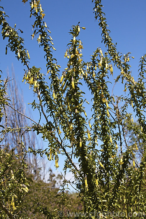 Vestia foetida (syn. Vestia lycioides</i>), an evergreen, spring- to summer-flowering, 2-4m tall shrub native to Chile. It has pendulous, tubular yellow flowers and gets its specific name from the rather unpleasant odour that the foliage and stems give off if crushed. It is easily grown but not the neatest plant