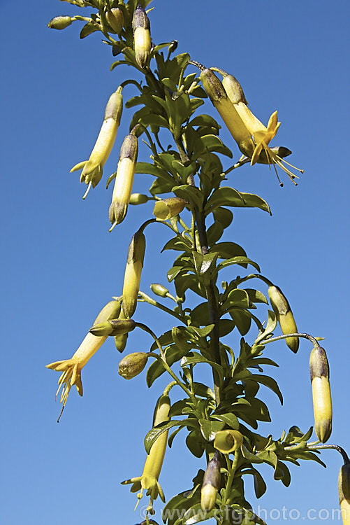 Vestia foetida (syn. Vestia lycioides</i>), an evergreen, spring- to summer-flowering, 2-4m tall shrub native to Chile. It has pendulous, tubular yellow flowers and gets its specific name from the rather unpleasant odour that the foliage and stems give off if crushed. It is easily grown but not the neatest plant