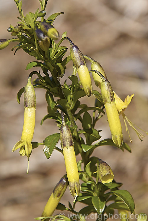 Vestia foetida (syn. Vestia lycioides</i>), an evergreen, spring- to summer-flowering, 2-4m tall shrub native to Chile. It has pendulous, tubular yellow flowers and gets its specific name from the rather unpleasant odour that the foliage and stems give off if crushed. It is easily grown but not the neatest plant
