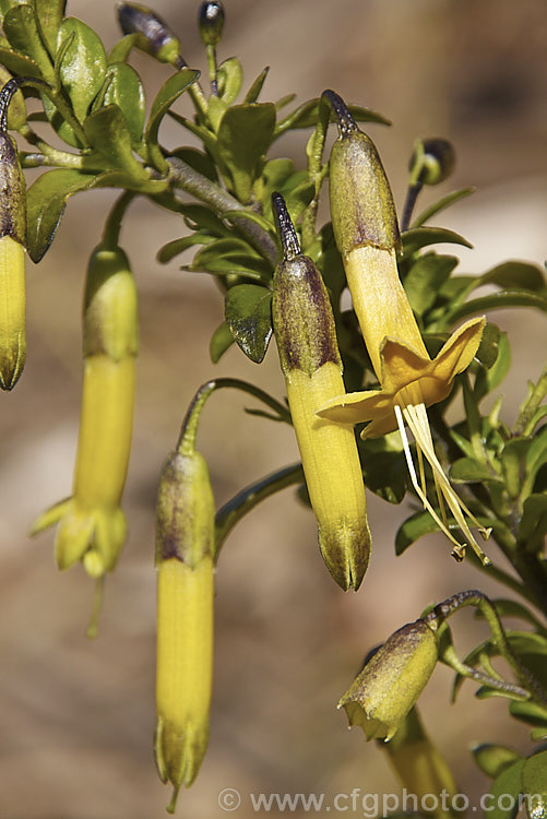 Vestia foetida (syn. Vestia lycioides</i>), an evergreen, spring- to summer-flowering, 2-4m tall shrub native to Chile. It has pendulous, tubular yellow flowers and gets its specific name from the rather unpleasant odour that the foliage and stems give off if crushed. It is easily grown but not the neatest plant