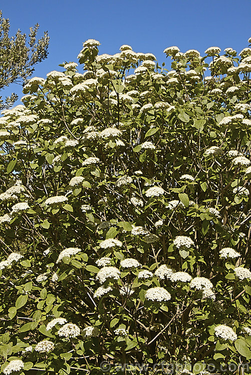 Arrow. Wood (<i>Viburnum dentatum</i>), a 45m tall, spring-flowering, deciduous shrub from eastern North America. The common name comes from the use of the stems for arrow shafts. viburnum-2081htm'>Viburnum.. viburnum-2081htm'>Viburnum. <a href='adoxaceae-plant-family-photoshtml'>Adoxaceae</a>.