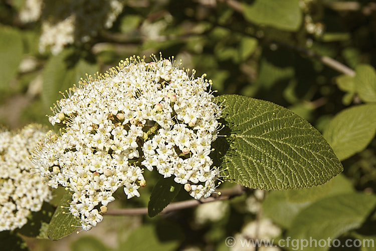Arrow. Wood (<i>Viburnum dentatum</i>), a 45m tall, spring-flowering, deciduous shrub from eastern North America. The common name comes from the use of the stems for arrow shafts. viburnum-2081htm'>Viburnum.. viburnum-2081htm'>Viburnum. <a href='adoxaceae-plant-family-photoshtml'>Adoxaceae</a>.