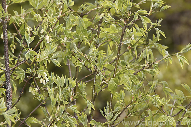 Staphylea trifolia, a deciduous, 3-5m tall, spring-flowering shrub native to the eastern United States. Its pendulous flowers are only around 8mm long but are followed by 3-lobed fruits that can be up to 4cm across. Order: Crossosomatales, Family: Staphyleaceae