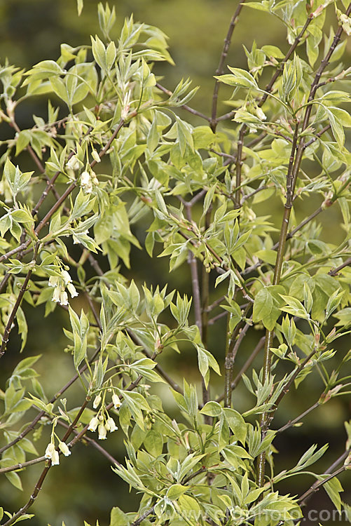 Staphylea trifolia, a deciduous, 3-5m tall, spring-flowering shrub native to the eastern United States. Its pendulous flowers are only around 8mm long but are followed by 3-lobed fruits that can be up to 4cm across. Order: Crossosomatales, Family: Staphyleaceae