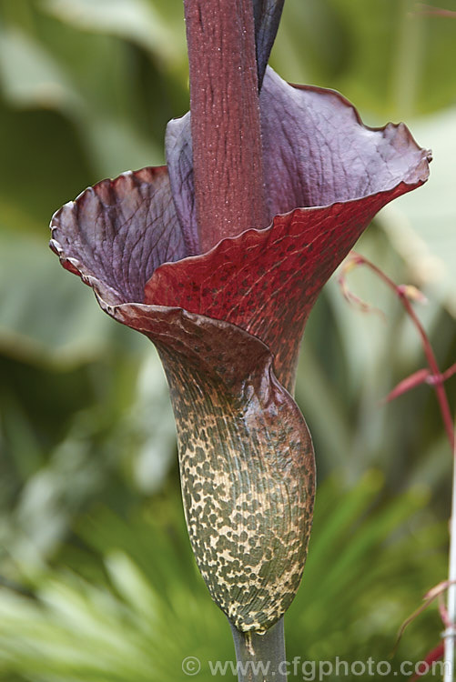 The spathe and the base of the spadix of the Devil's Tongue, Snake Palm or Umbrella Arum (<i>Amorphophallus rivieri</i>), a large cormous perennial found from Indonesia to southern Japan. It produces deeply divided leaves up to 13m wide and pungent aroid flowers with a spathe to 40cm long and a spadix and appendix to 55cm long. This is the cultivar 'Konjac', which has a slightly larger limb than the species and is cultivated in its native range for its edible corms. Order: Alismatales, Family: Araceae