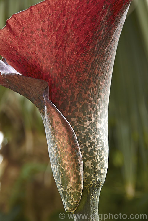 The spathe and the base of the spadix of the Devil's Tongue, Snake Palm or Umbrella Arum (<i>Amorphophallus rivieri</i>), a large cormous perennial found from Indonesia to southern Japan. It produces deeply divided leaves up to 13m wide and pungent aroid flowers with a spathe to 40cm long and a spadix and appendix to 55cm long. This is the cultivar 'Konjac', which has a slightly larger limb than the species and is cultivated in its native range for its edible corms. Order: Alismatales, Family: Araceae The spathe and the base of the spadix of the Devil's Tongue, Snake Palm or Umbrella Arum (<i>Amorphophallus rivieri</i>), a large cormous perennial found from Indonesia to southern Japan. It produces deeply divided leaves up to 13m wide and pungent aroid flowers with a spathe to 40cm long and a spadix and appendix to 55cm long. This is the cultivar 'Konjac', which has a slightly larger limb than the species and is cultivated in its native range for its edible corms. Order: Alismatales, Family: Araceae