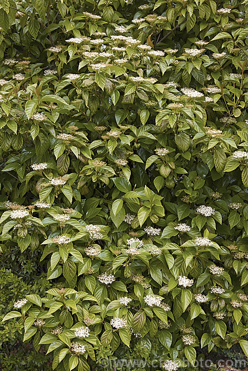 Viburnum japonicum, a spring-flowering evergreen, glossy-leaved viburnum native to Japan. It grows to around 18m high and the flowerheads are followed by ovoid red berries. viburnum-2081htm'>Viburnum.. viburnum-2081htm'>Viburnum. <a href='adoxaceae-plant-family-photoshtml'>Adoxaceae</a>.