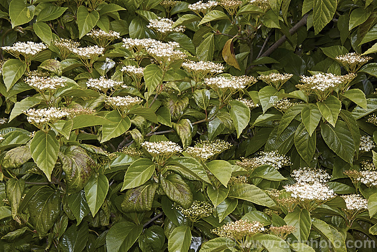 Viburnum japonicum, a spring-flowering evergreen, glossy-leaved viburnum native to Japan. It grows to around 18m high and the flowerheads are followed by ovoid red berries. viburnum-2081htm'>Viburnum.. viburnum-2081htm'>Viburnum. <a href='adoxaceae-plant-family-photoshtml'>Adoxaceae</a>.
