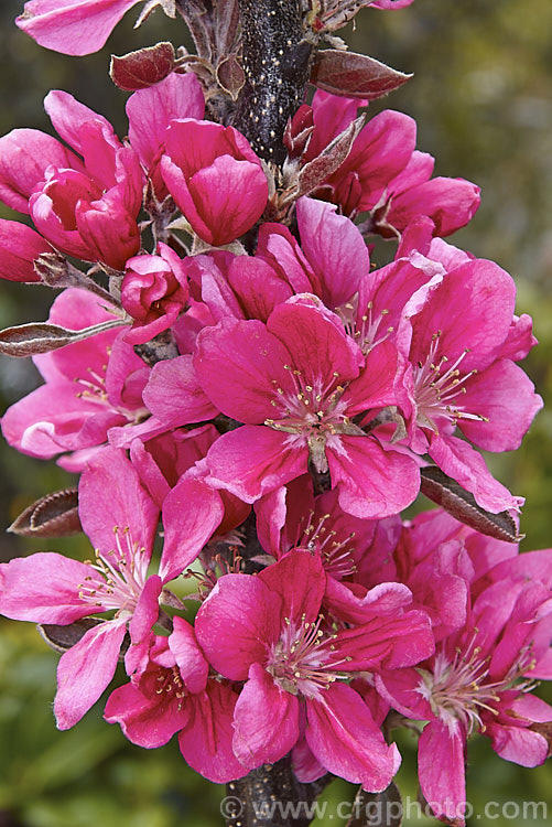 The flowers of Malus 'Maypole', an erect, usually narrow small crab apple with brilliant magenta spring flowers that are followed in autumn by brilliant red fruits that last well into winter. The foliage is reddish-purple when young, aging to bronze then green by summer 'Maypole' is one of the very narrow. Ballerina cultivars. Order: Rosales, Family: Rosaceae
