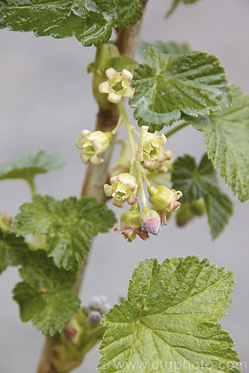 The young foliage and the flowers of the Black Currant (<i>Ribes nigrum</i>), a deciduous shrub found from Europe through. Central Asia to the Himalayas. Its small greenish flowers are insignificant but are followed by clusters of berries that are a deep blackish purple when ripe. Fresh black currants are renowned for their high level of vitamin. C