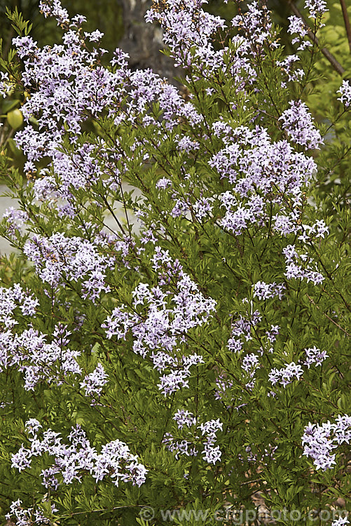 Syringa protolaciniata, a spring-flowering deciduous shrub native to western China. It grows to around 15m high and wide. Most plants seen in cultivation are the cultivar 'Kabul'. Order: Lamiales, Family: Oleaceae
