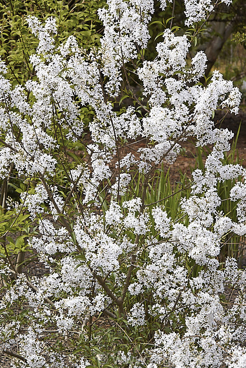 Syringa x persica 'Alba', a white -flowered cultivar, raised in 1770, of 2 m high twiggy shrub thought to be a hybrid between Syringa x laciniata (<i>Syringa protolaciniata x Syringa vulgaris</i>) and S vulgaris. Order: Lamiales, Family: Oleaceae