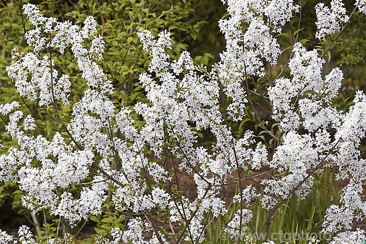 Syringa x persica 'Alba', a white -flowered cultivar, raised in 1770, of 2 m high twiggy shrub thought to be a hybrid between Syringa x laciniata (<i>Syringa protolaciniata x Syringa vulgaris</i>) and S vulgaris. Order: Lamiales, Family: Oleaceae