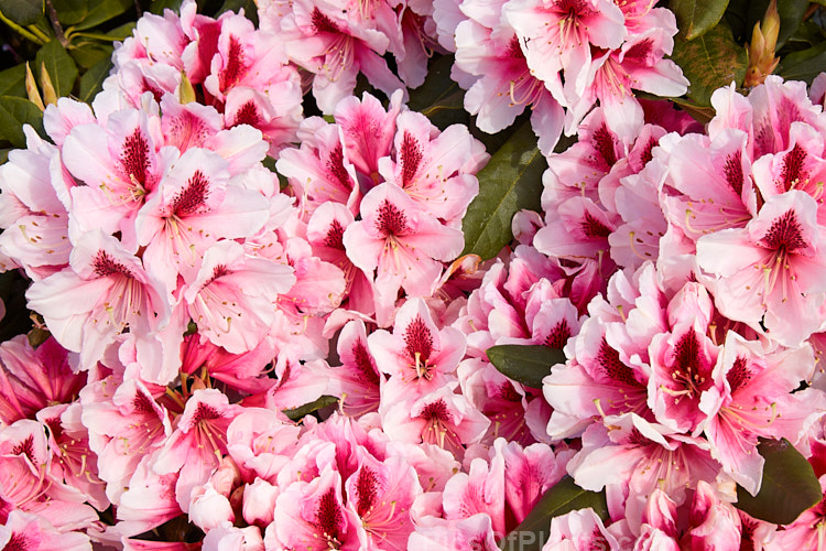 <i>Rhododendron</i> 'Mrs G.W. Leak' ('Coombe Royal' x 'Chevalier Felix de Sauvage'), a 2-4m high shrub raised by Koster of Holland before 1934.The boldly marked flowers are usually abundant and very distinctive with the red flare in the throat. Order: Ericales, Family: Ericaceae