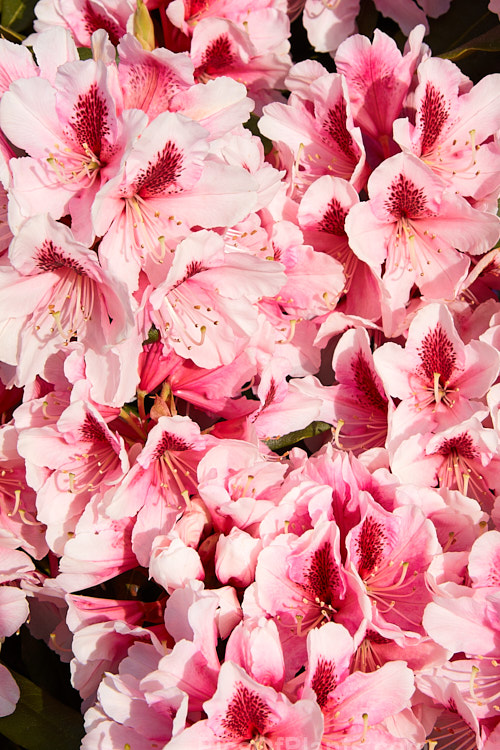 <i>Rhododendron</i> 'Mrs G.W. Leak' ('Coombe Royal' x 'Chevalier Felix de Sauvage'), a 2-4m high shrub raised by Koster of Holland before 1934.The boldly marked flowers are usually abundant and very distinctive with the red flare in the throat. Order: Ericales, Family: Ericaceae