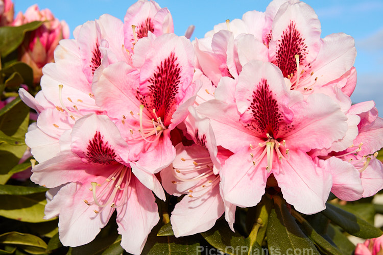 <i>Rhododendron</i> 'Mrs G.W. Leak' ('Coombe Royal' x 'Chevalier Felix de Sauvage'), a 2-4m high shrub raised by Koster of Holland before 1934.The boldly marked flowers are usually abundant and very distinctive with the red flare in the throat. Order: Ericales, Family: Ericaceae
