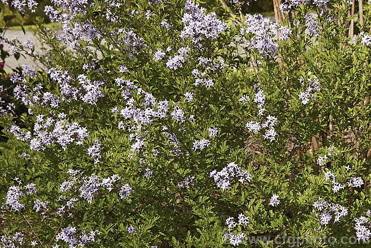 Syringa protolaciniata, a spring-flowering deciduous shrub native to western China. It grows to around 15m high and wide. Most plants seen in cultivation are the cultivar 'Kabul'. Order: Lamiales, Family: Oleaceae