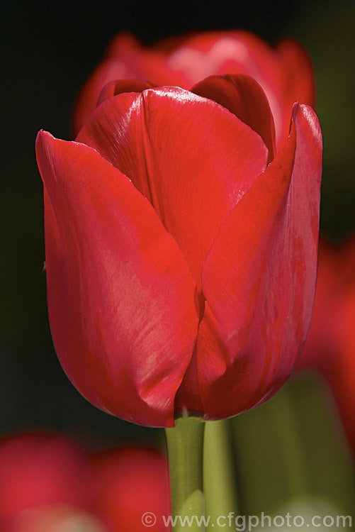 Tulipa 'Red Dynasty' (<i>Category 4 x Darwin. Hybrid</i>), regarded as one of the best deep red tulips, this sturdy, weather-resistant cultivar can grow to as much as 90cm tall, though 60cm is more common. It is widely regarded as the tallest of the red tulips. Order: Liliales, Family: Liliaceae