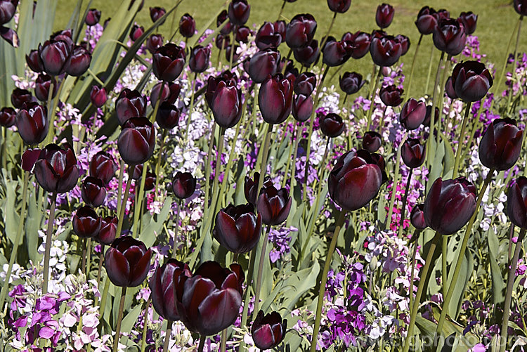 Tulipa 'Queen of the Night' (<i>Category 5 x Single. Late</i>), raised around 1940 this is still the darkest-flowered tulip. It grows to around 60cm tall It is shown here growing in bed with nigh-scented stocks (<i>Matthiola</i>). Order: Liliales, Family: Liliaceae