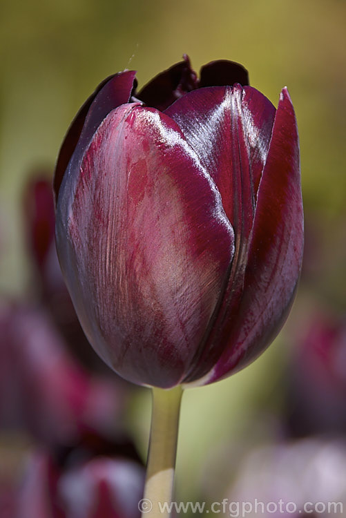 Tulipa 'Queen of the Night' (<i>Category 5 x Single. Late</i>), raised around 1940 this is still the darkest-flowered tulip. It grows to around 60cm tall Order: Liliales, Family: Liliaceae