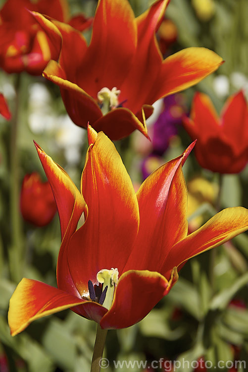 Tulipa 'Queen of Sheba' (<i>Category 6 x Lily-flowered</i>), a distinctive two-toned tulip cultivar introduced in 1944. The stems can be over 45cm tall Order: Liliales, Family: Liliaceae