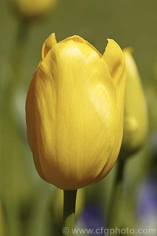 Tulipa 'Roi du Midi' (<i>Category 5 x Single. Late</i>), growing to around 50-60cm tall, this cultivar has beautiful goblet-shaped flowers on sturdy stems. Order: Liliales, Family: Liliaceae