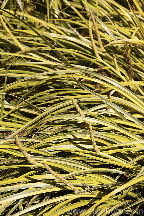 <i>Acorus gramineus</i> 'Ogon', a yellow-variegated form of a low, spreading grass-like rhizomatous perennial native to temperate eastern Asia. It is shown here with its flower spikes, which are really the only clue that it is not a grass, reed or sedge but is more closely related to the arum lilies. Order: Acorales, Family: Acoraceae