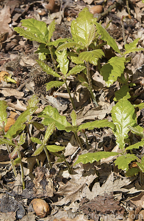 Seedlings of Turkey Oak (<i>Quercus cerris</i>) shortly after germinating in spring. This deciduous tree, up to 40m tall, is native to central and southern Europe and western Asia