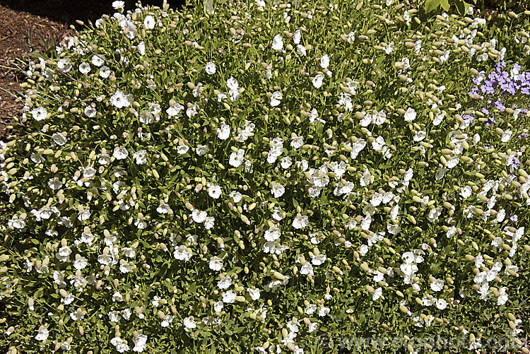 Silene uniflora (syn. Silene maritima</i>), a spring-flowering perennial found in coastal. Atlantic. European and Arctic regions. It forms a mounded mat of grey-green foliage and is usually seen as a cultivated rockery plant. silene-2496htm'>Silene. Order: Caryophyllales, Family: Caryophyllaceae