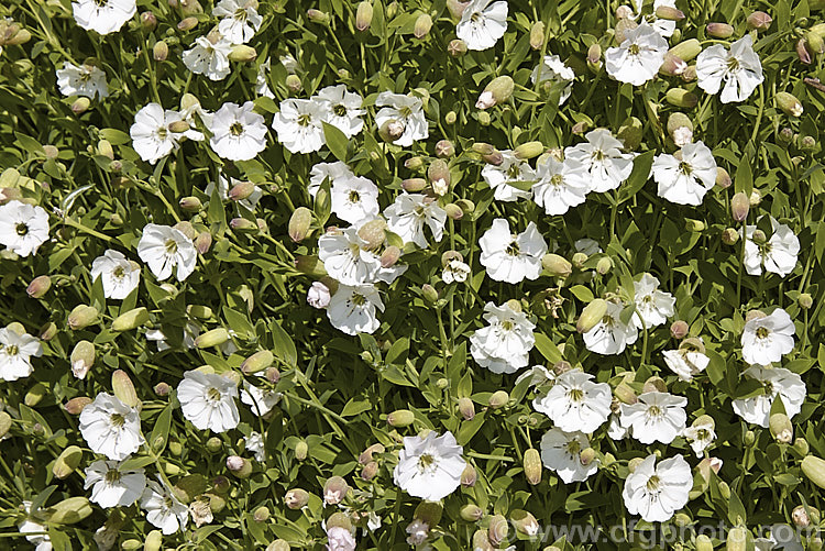 Silene uniflora (syn. Silene maritima</i>), a spring-flowering perennial found in coastal. Atlantic. European and Arctic regions. It forms a mounded mat of grey-green foliage and is usually seen as a cultivated rockery plant. silene-2496htm'>Silene. Order: Caryophyllales, Family: Caryophyllaceae