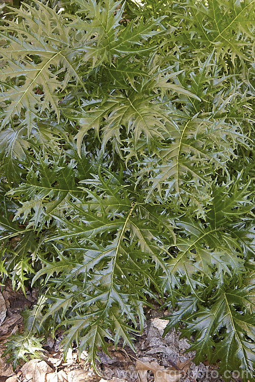 <i>Acanthus spinosus</i>, an evergreen perennial from the Mediterranean region. The leaves are up to 30cm across x 45cm long with deeply cut spiny lobes. The leaves are smaller than those of the commonly grown. <i>Acanthus mollis</i> and the flower stems are shorter. Order: Lamiales, Family: Acanthaceae