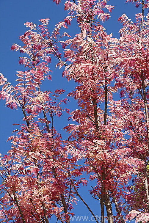 Toona sinensis (syn. Cedrela sinensis</i>) 'Flamingo', a deciduous. Chinese tree with bright pink spring foliage. This cultivar has a creamy yellow phase between the pink spring and the green summer leaves. This is the early to mid colour phase when the pink is starting to fade and a hint of the yellow is just becoming visible. Order: Sapindales, Family: Meliaceae