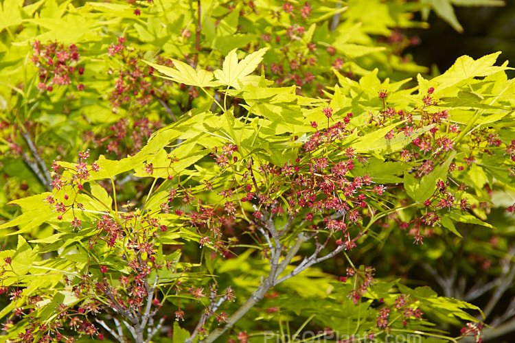 The spring foliage and tiny flowers of the Japanese Maple (<i>Acer palmatum</i>), a widely cultivated 8m tall deciduous tree from Japan and Korea. There are many cultivated forms. The flowers develop into small samara (sycamores</i>) that are red when young. Order: Sapindales, Family: Sapindaceae