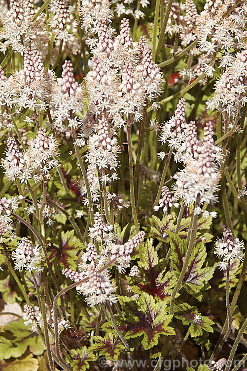 Tiarella 'Braveheart', a Foam. Flower cultivar that is grown for its boldly marked maroon-centred foliage and its impressive spring show of pink-tinted cream flowerheads that are borne on stems up to 40cm tall It soon forms a dense clump of foliage and spreads to become a small-scale groundcover. Order: Saxifragales, Family: Saxifragaceae