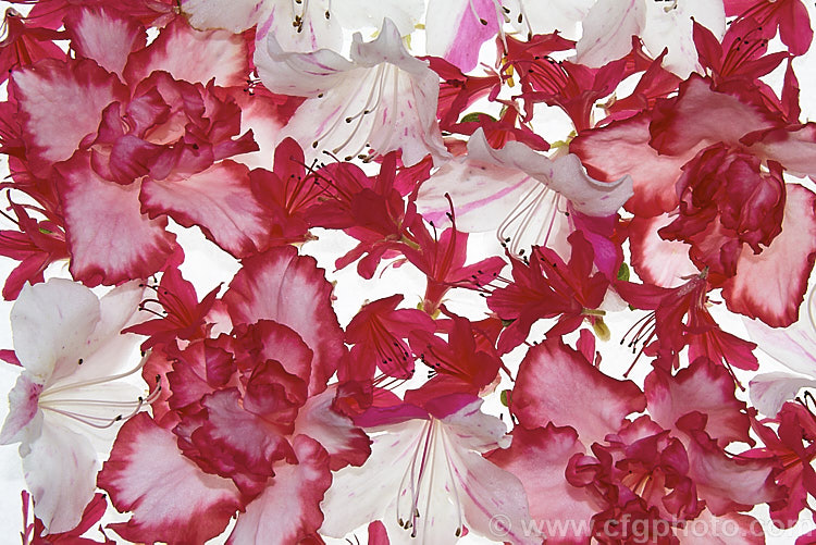 A selection of evergreen azalea flowers