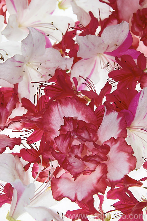 A selection of evergreen azalea flowers