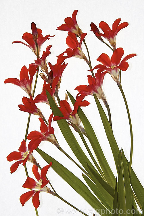 Sparaxis tricolor, a South African corm that flowers from late winter into spring. Its flowers occur in several colours and it will naturalise in suitably mild climates. sparaxis-2499htm'>Sparaxis.
