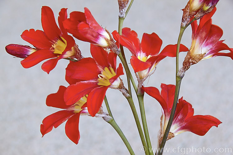 Sparaxis tricolor, a South African corm that flowers from late winter into spring. Its flowers occur in several colours and it will naturalise in suitably mild climates. sparaxis-2499htm'>Sparaxis.