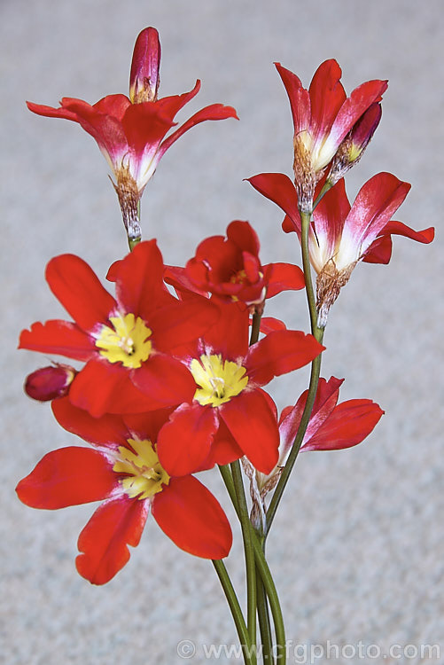 Sparaxis tricolor, a South African corm that flowers from late winter into spring. Its flowers occur in several colours and it will naturalise in suitably mild climates. sparaxis-2499htm'>Sparaxis.