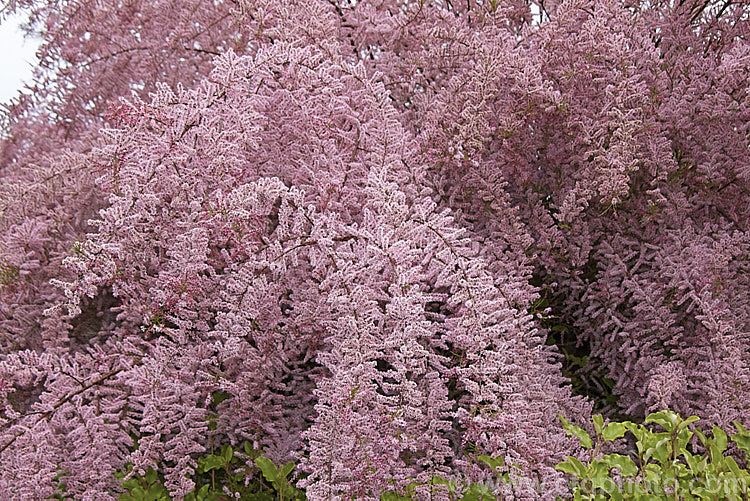 Early Tamarisk (<i>Tamarix parviflora</i>), a large deciduous shrub or small tree native to Europe. Its branches often have an arching habit and the plant can be distinguished from most of the other commonly grown tamarisks in that it flowers on the old wood in spring, rather than on the new growth in summer. tamarix-2300htm'>Tamarix. <a href='tamaricaceae-plant-family-photoshtml'>Tamaricaceae</a>.