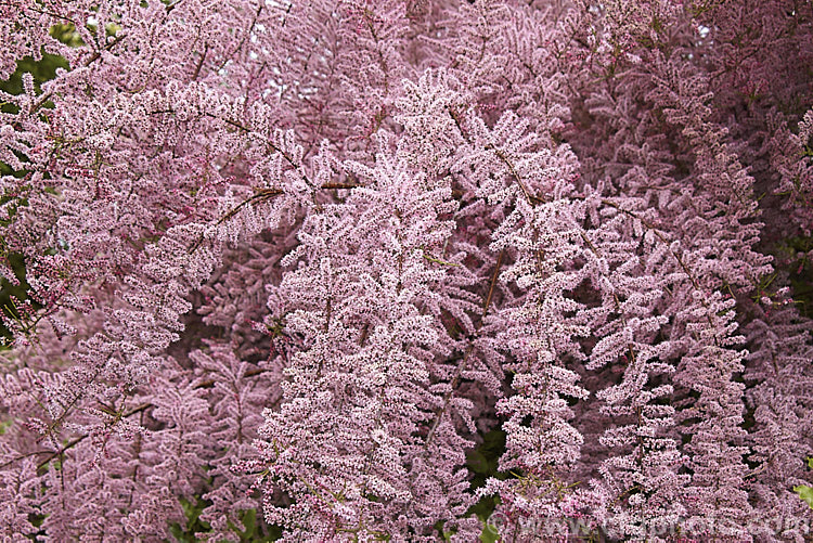 Early Tamarisk (<i>Tamarix parviflora</i>), a large deciduous shrub or small tree native to Europe. Its branches often have an arching habit and the plant can be distinguished from most of the other commonly grown tamarisks in that it flowers on the old wood in spring, rather than on the new growth in summer. tamarix-2300htm'>Tamarix. <a href='tamaricaceae-plant-family-photoshtml'>Tamaricaceae</a>.